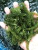 Picture of Natural Green GCAP VN Manufacturer Seasoned Salted Sea Grapes 120 Grams With Zipper From Viet Nam - Premium product